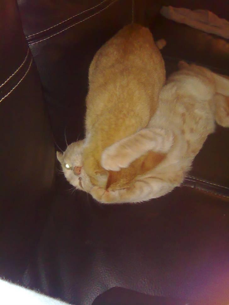 Huskat Mister/Psyko Mis billede 7