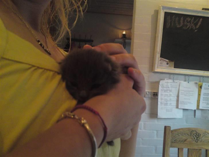 Huskat Gismo R.I.P billede 10