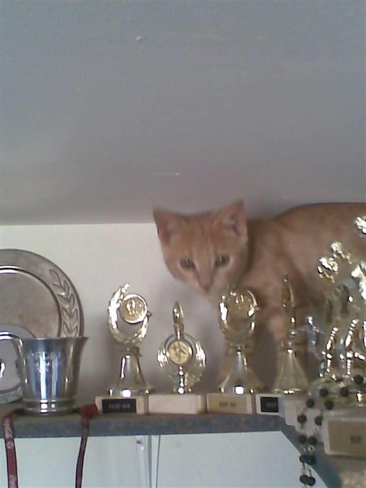 Huskat Mister/Psyko Mis billede 8