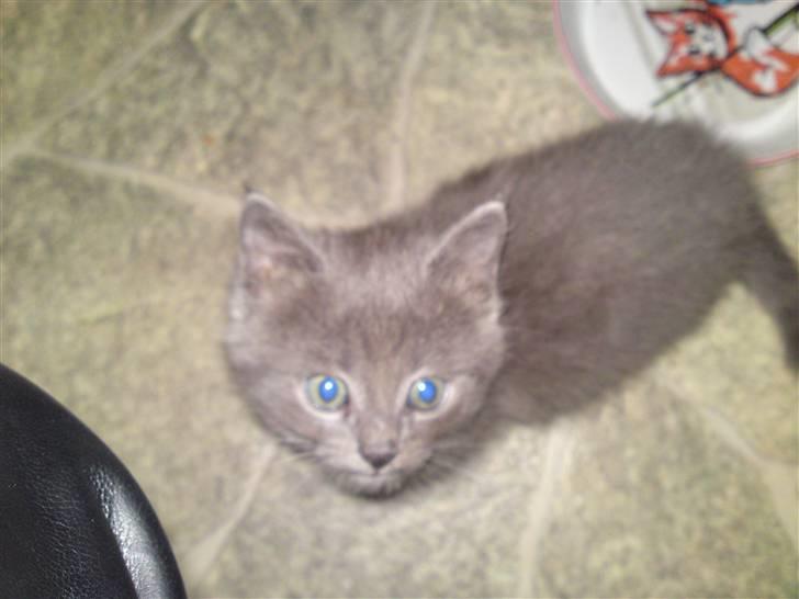 Huskat Gismo R.I.P billede 11