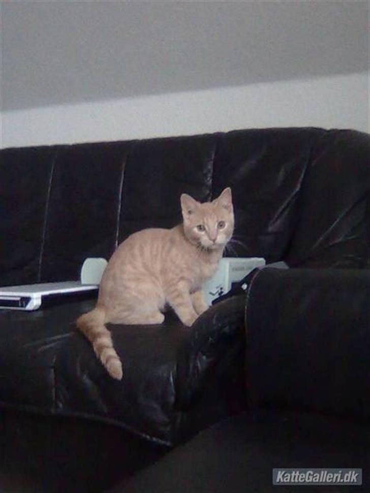 Huskat Mister/Psyko Mis billede 9