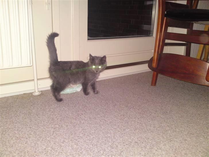 Huskat Gismo R.I.P billede 12