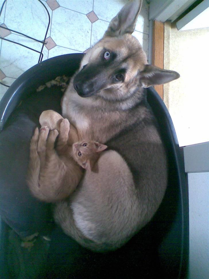 Huskat Mister/Psyko Mis billede 10