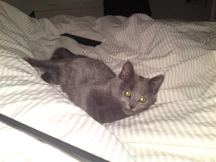 Huskat Gismo R.I.P billede 13