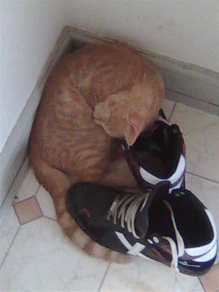 Huskat Mister/Psyko Mis billede 11