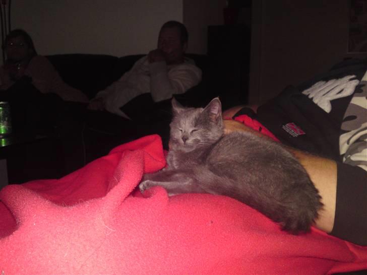 Huskat Gismo R.I.P billede 14