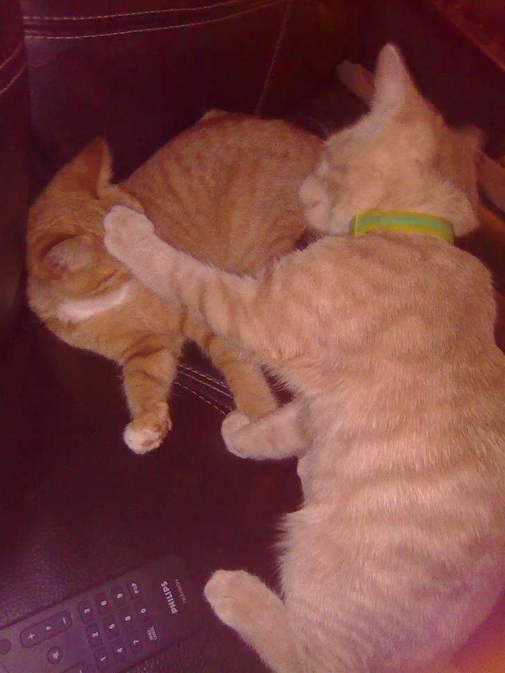 Huskat Mister/Psyko Mis billede 12