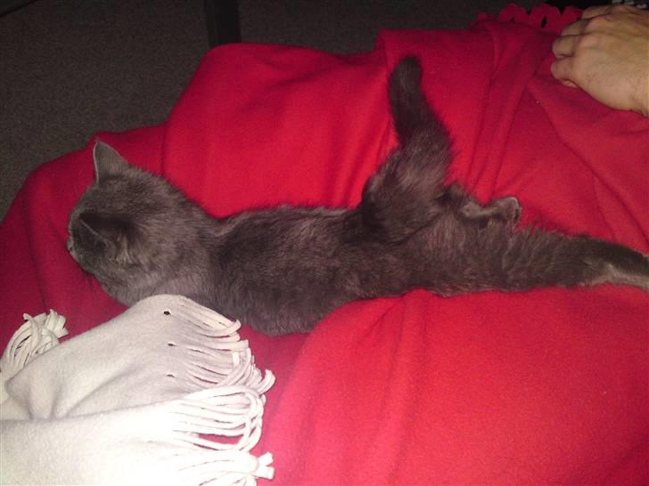 Huskat Gismo R.I.P billede 15