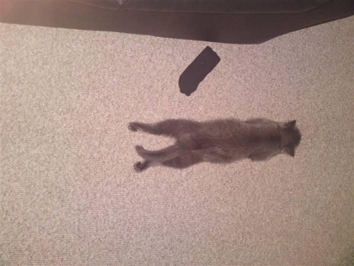 Huskat Gismo R.I.P billede 16