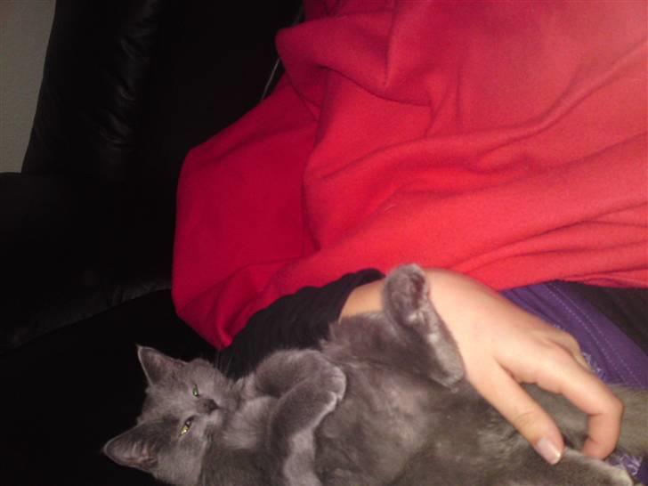 Huskat Gismo R.I.P billede 17