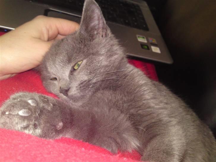 Huskat Gismo R.I.P billede 18