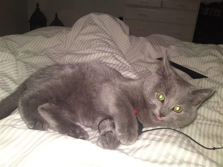 Huskat Gismo R.I.P billede 19