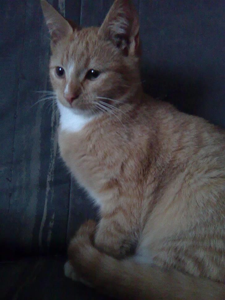 Huskat Muster billede 1