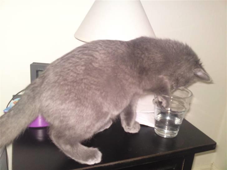 Huskat Gismo R.I.P billede 20