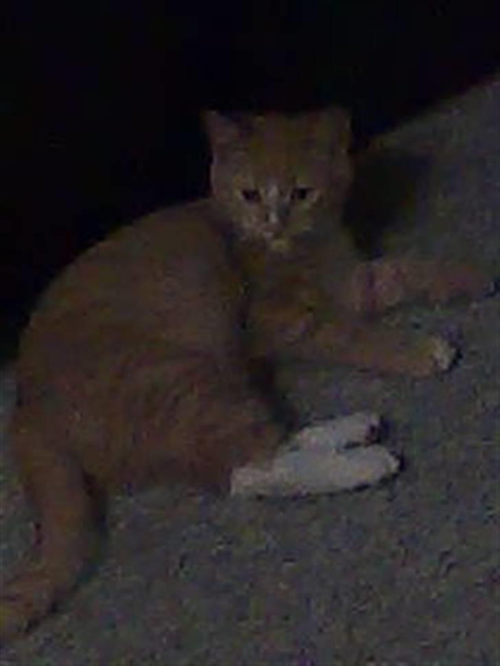 Huskat Muster billede 2