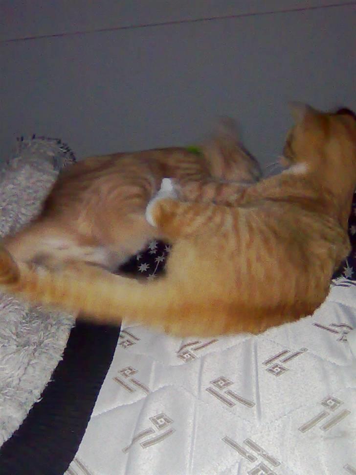 Huskat Muster billede 3