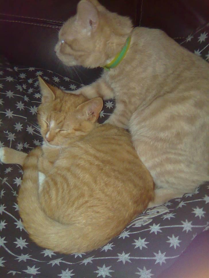 Huskat Muster billede 4