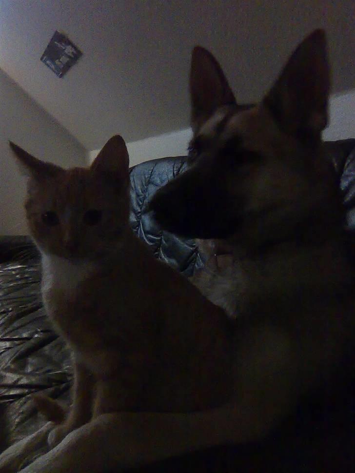 Huskat Muster billede 5