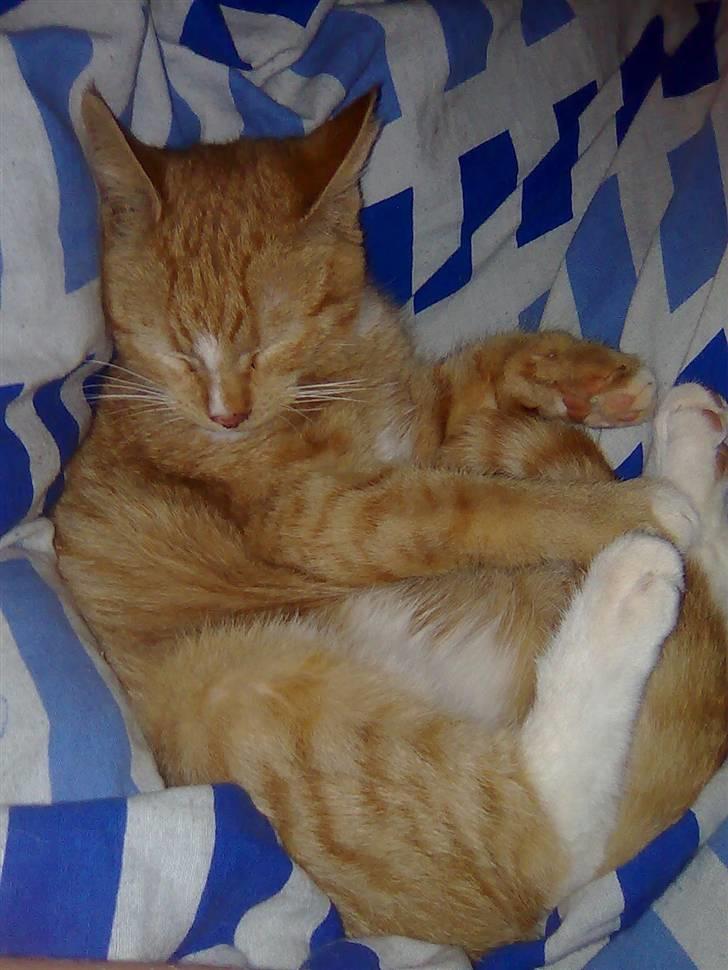 Huskat Muster billede 7