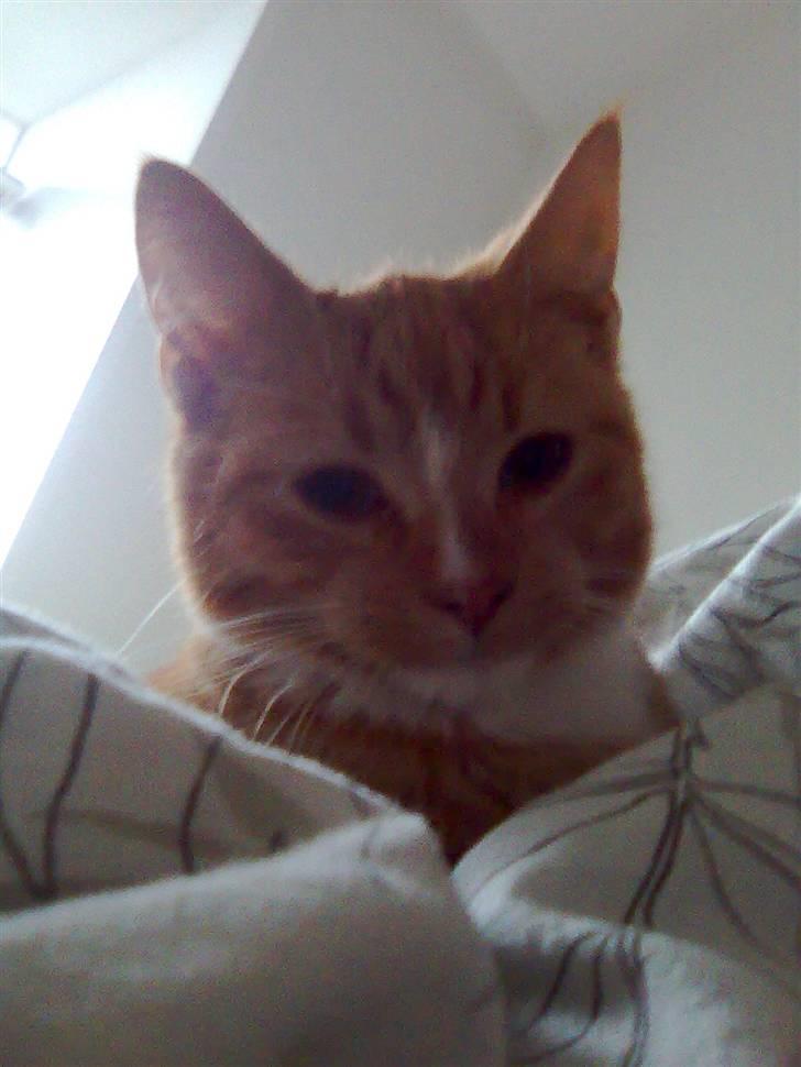 Huskat Muster billede 8