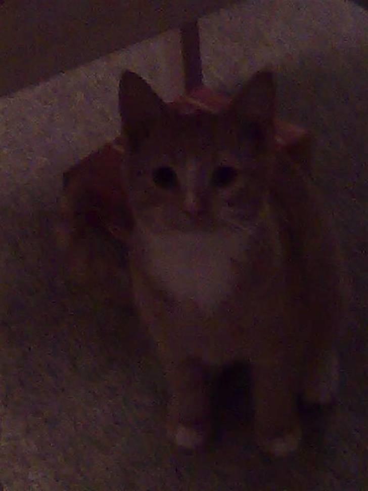 Huskat Muster billede 9