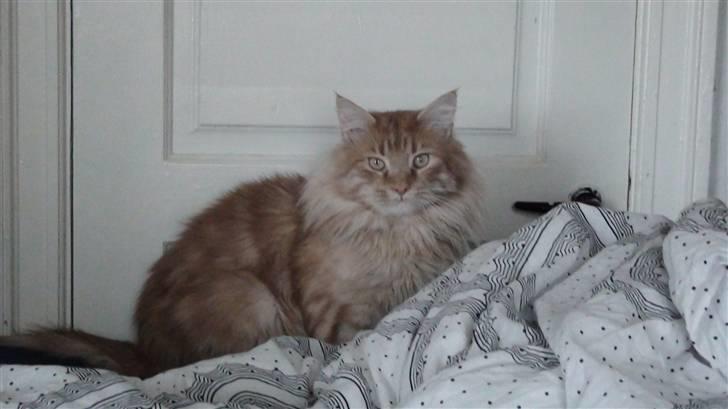 Maine Coon tiger billede 5