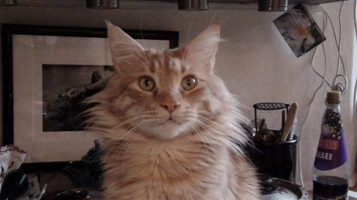 Maine Coon tiger billede 8