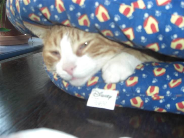 Huskat Prinsesse Kaj billede 8