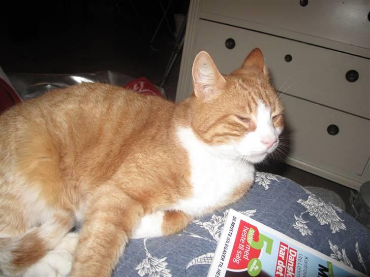 Huskat Prinsesse Kaj billede 10