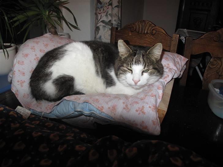 Huskat Knud billede 10