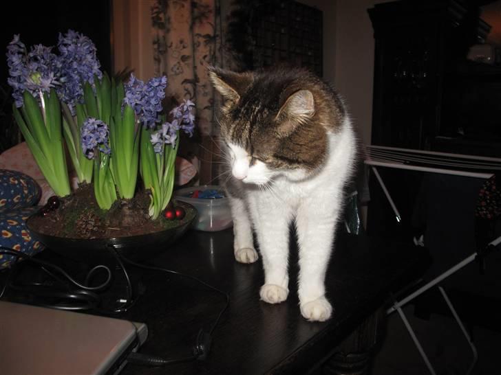 Huskat Knud billede 11