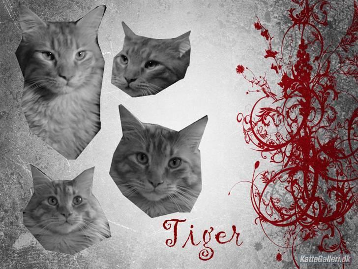 Maine Coon tiger - et vildt sjovt/sejt billed som carina har lavet xD tak  billede 10