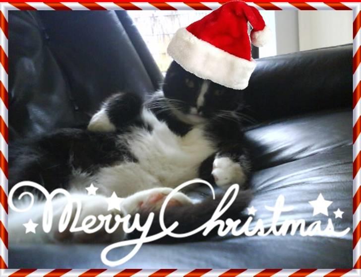 Huskat Anton † - Et lækkert jule-billede billede 9