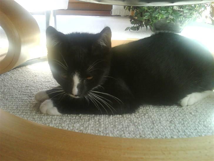 Huskat Anton † - Orvv, her er hyggeligt! Jeg tager mig lige en lur<33 billede 10