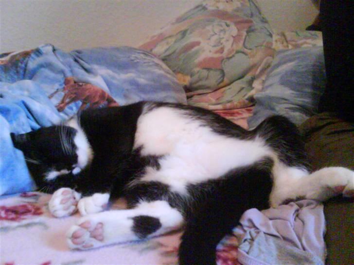 Huskat Anton † - Z z  z z z billede 11