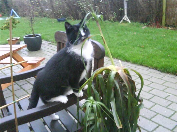 Huskat Anton † - Hvad filan? Kan man spise det? billede 12