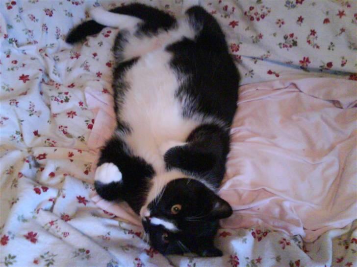 Huskat Anton † - Davs, davs deroppe billede 13