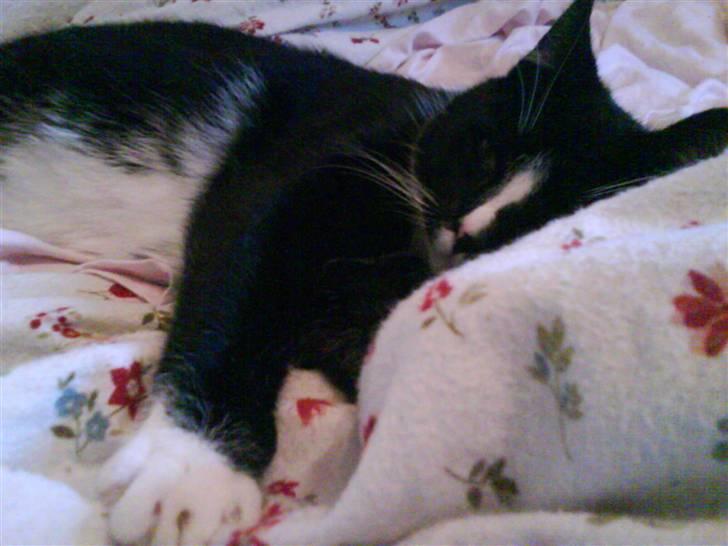 Huskat Anton † - Nurhh<33 Der var lige en hovedpudde :-) billede 14