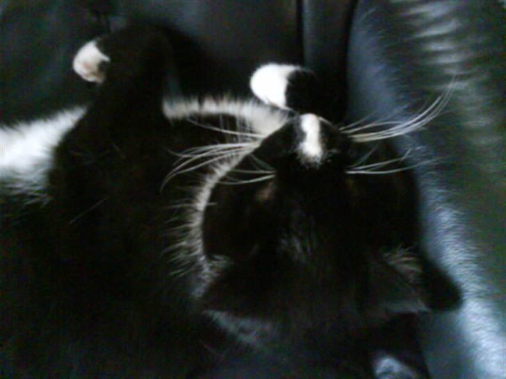 Huskat Anton † - Snork, Snork.. billede 15