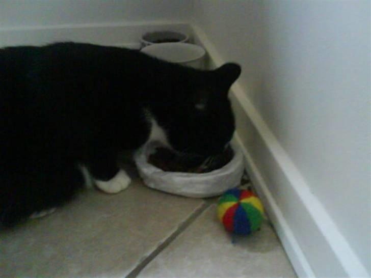 Huskat Anton † - Nam nam nam billede 16