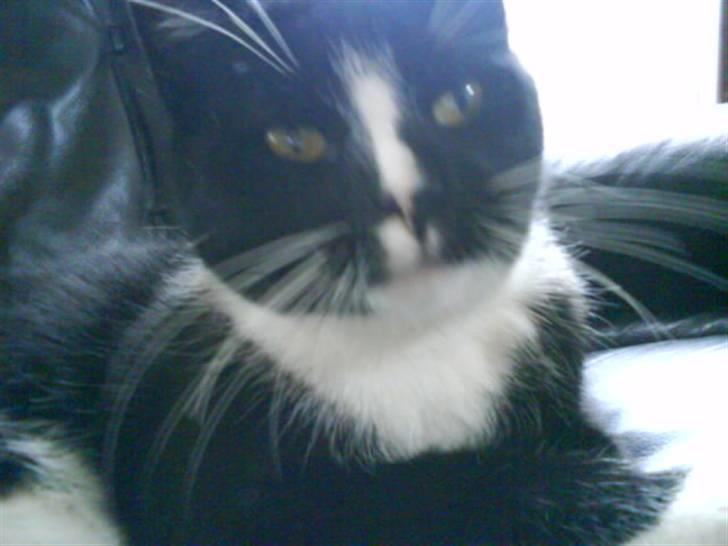 Huskat Anton † - (*snus) billede 17