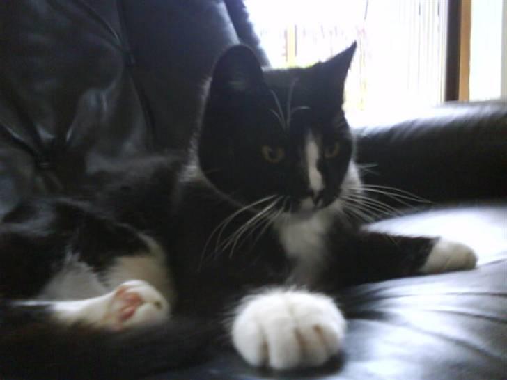 Huskat Anton † - Hvad er der?! billede 18