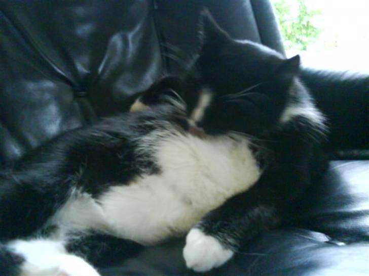 Huskat Anton † - Jeg gider da ikke sidde op og rengøre mig når jeg kan ligge ned! :-) billede 19