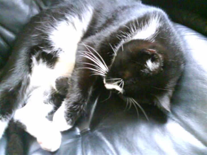 Huskat Anton † - Aaaaahh, lækkert med noget sol! billede 20