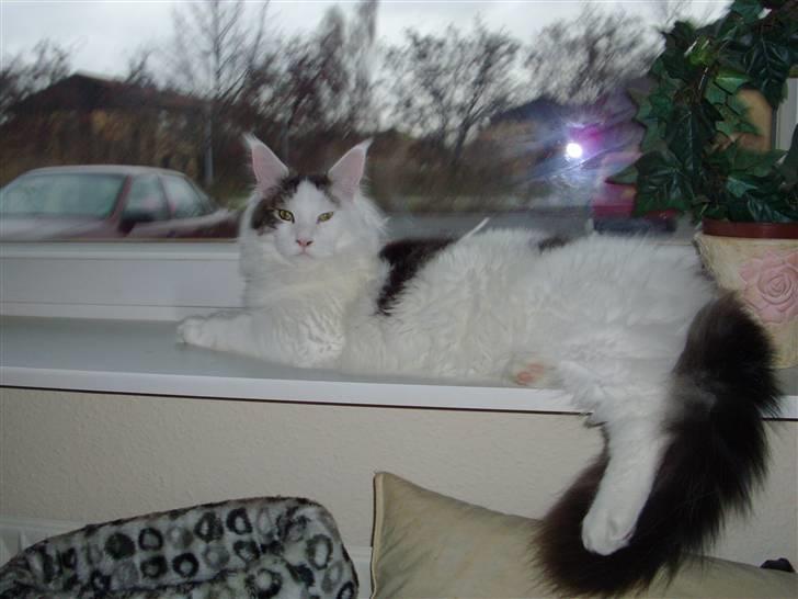 Maine Coon Sheercoons Ozzy - Ozzy ligger og troner billede 1