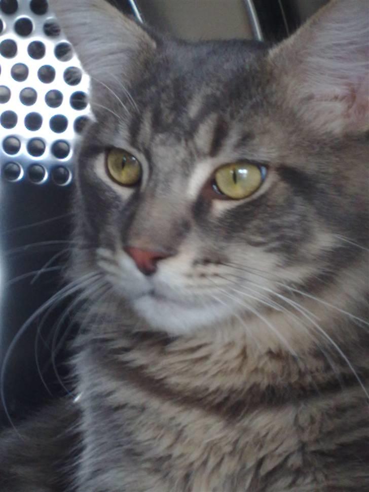 Maine Coon Carloz - CARLOZ I TØRRETRUMBLEREN billede 1