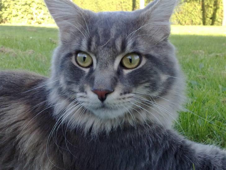 Maine Coon Carloz - PAUSE UDENFOR billede 2