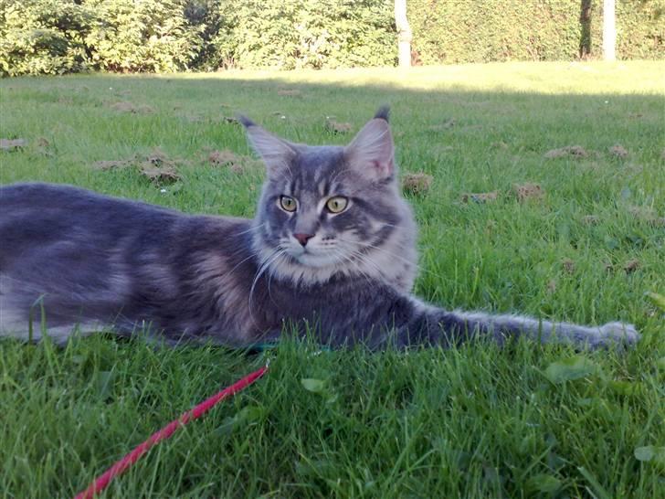 Maine Coon Carloz - STADIGVÆK PAUSE billede 3