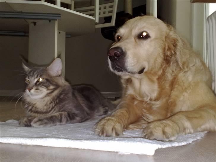 Maine Coon Carloz - SLAPPER AF MED HANS HOMIE billede 4