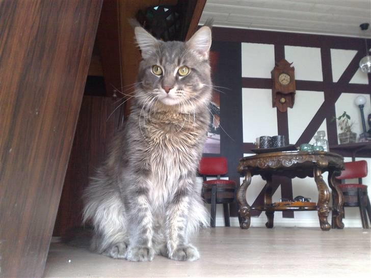 Maine Coon Carloz - HÆNGER UD UNDER BILLIARD BORDET billede 5